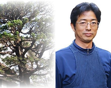 植木屋グリーンハンズ 年間剪定管理 伐採を横浜市 鎌倉市 藤沢市で
